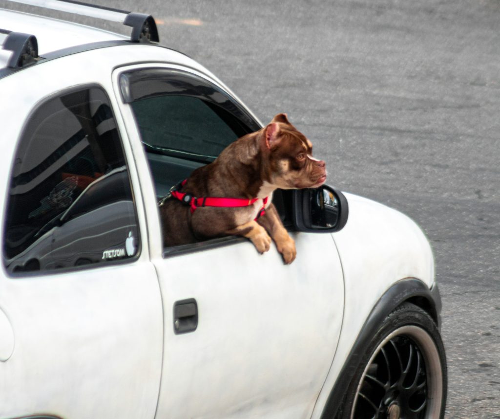 Un chien qui fait du covoiturage