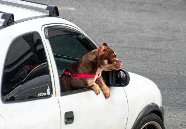 Un chien qui fait du covoiturage