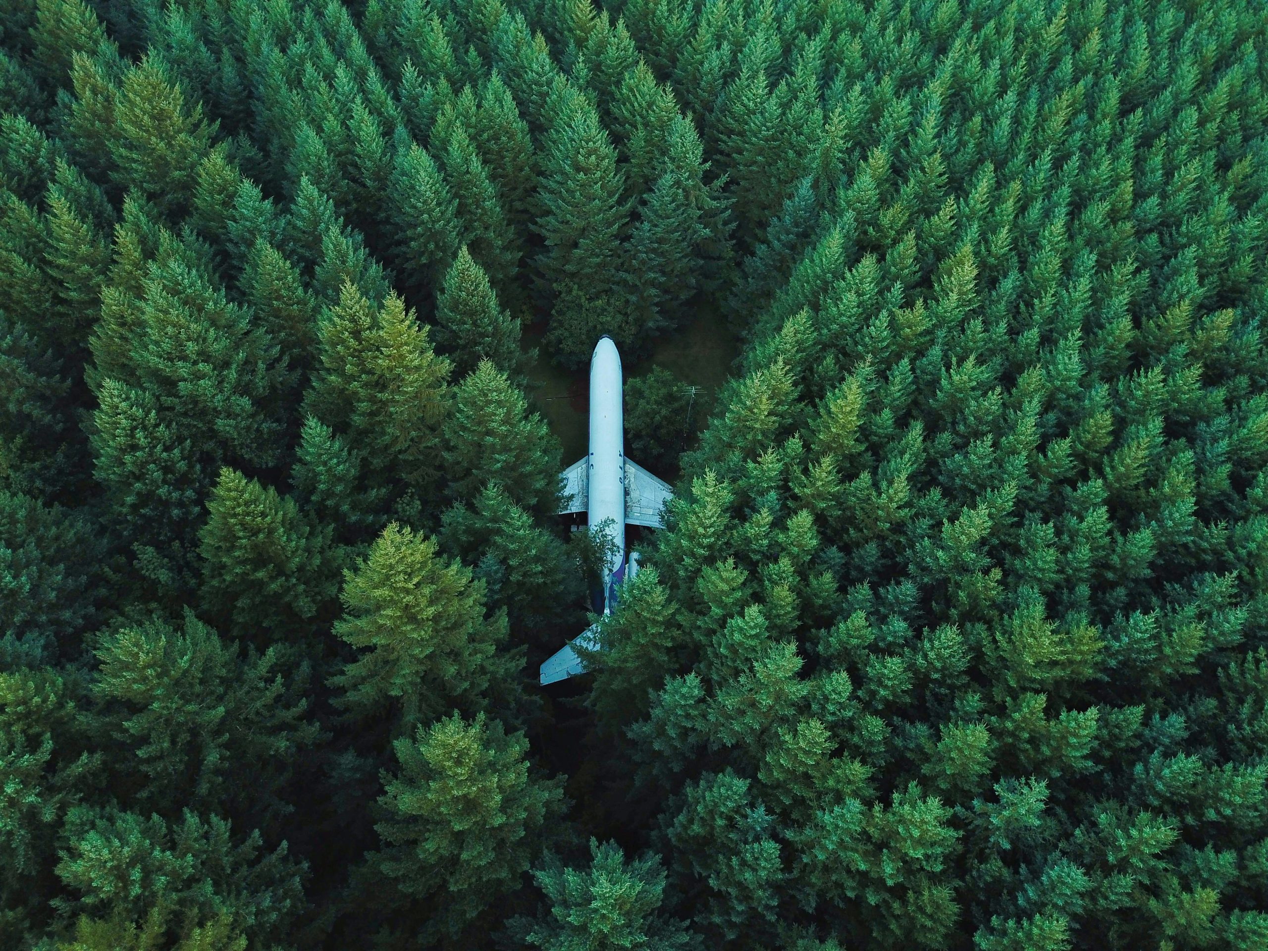 Un avion au milieu de la forêt