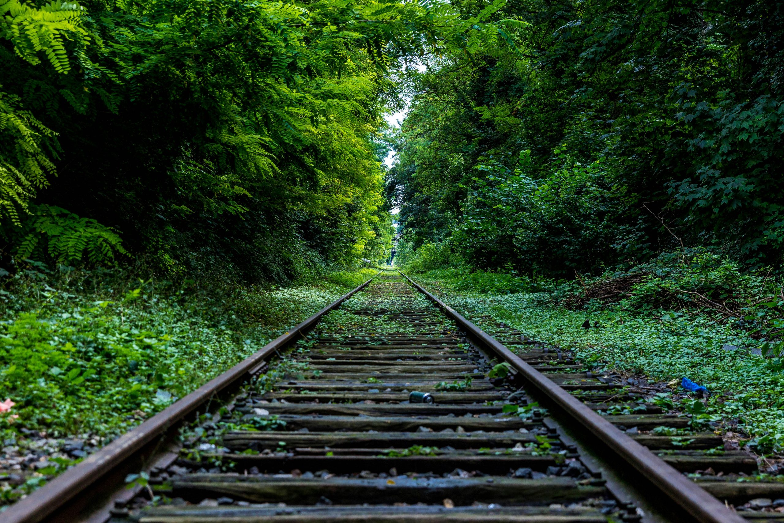 Une ligne de chemin de fer au milieu de la forêt
