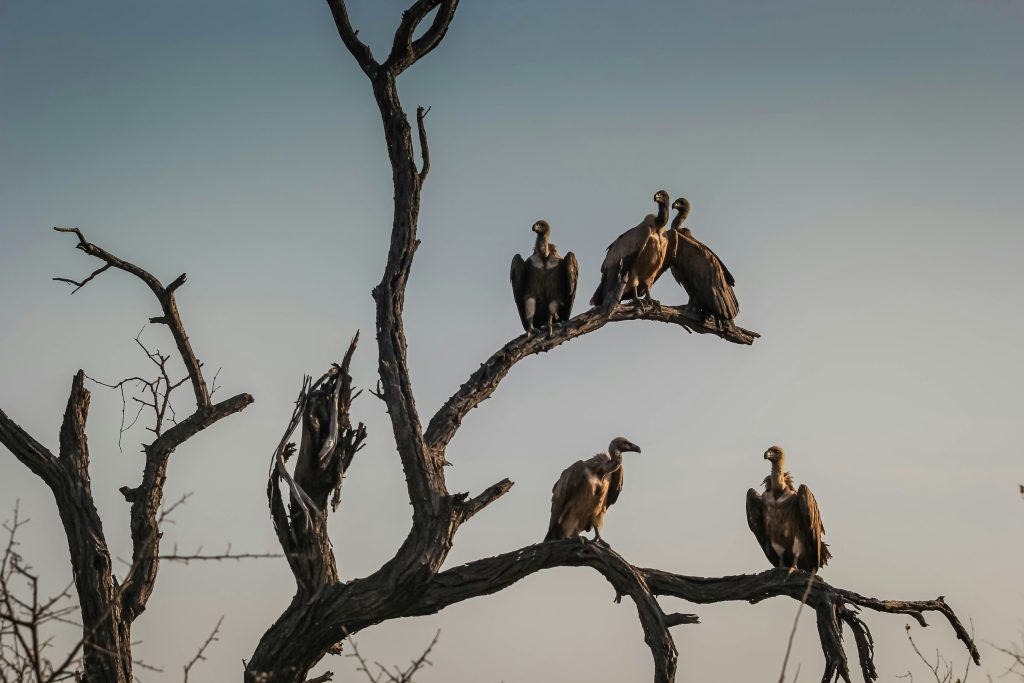 Des charognards sur un arbre mort