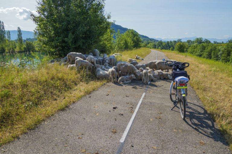 Une voie cyclable rurale bloquée par des brebis