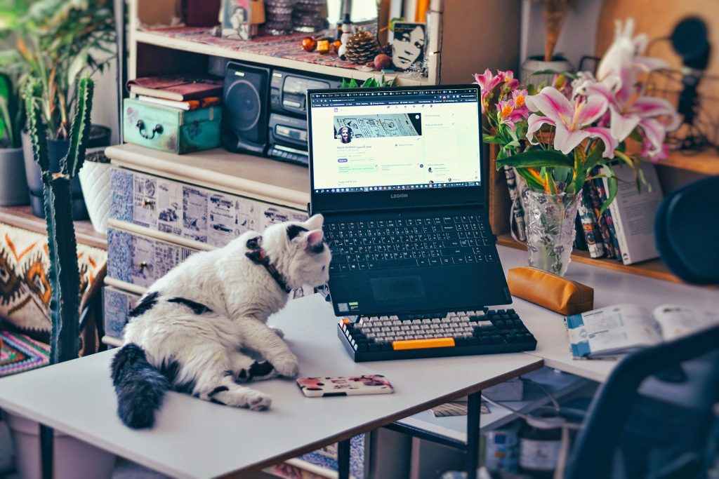 Un chat en train de télétravailler