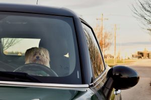 Un chien derrière le volant d’une voiture